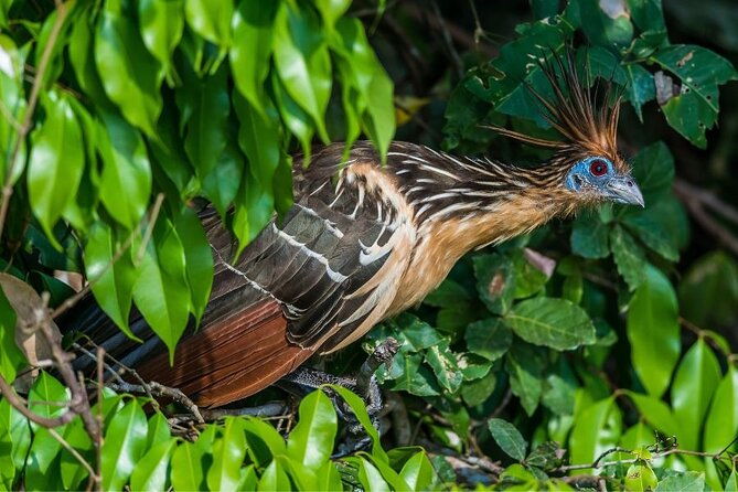 3-day-manu-amazon-rainforest-private-tour