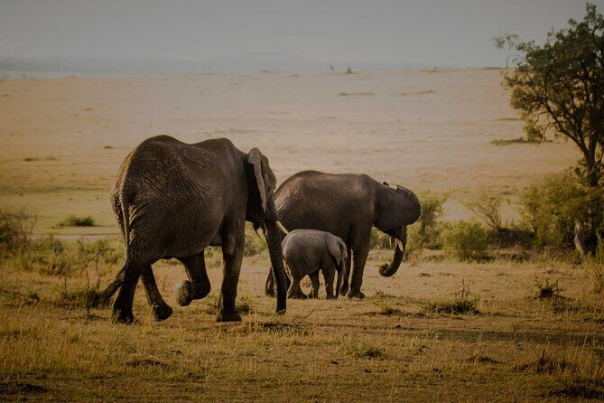 3-Day Masai Mara Budget Camping Safari - The Sum Up