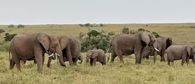 3-Day Masai Mara Camping Safari From Nairobi - Who Is This Tour Best For?