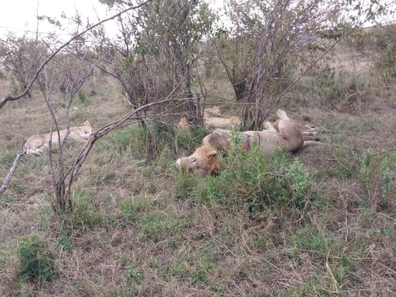 3-Day Masai Mara Camping Safari From Nairobi - FAQ