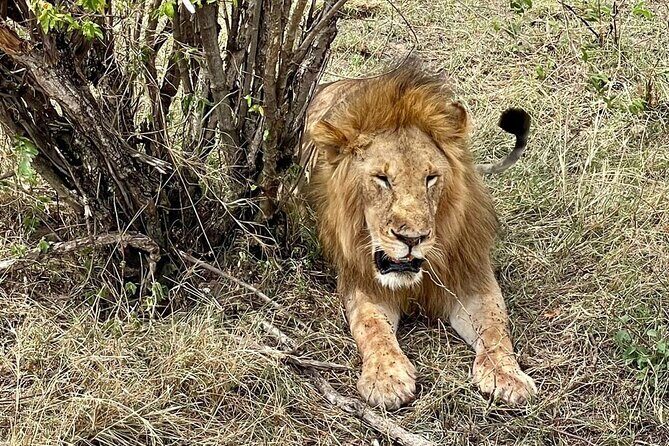 3-Day Masai Mara Jeep Safari - Frequently Asked Questions