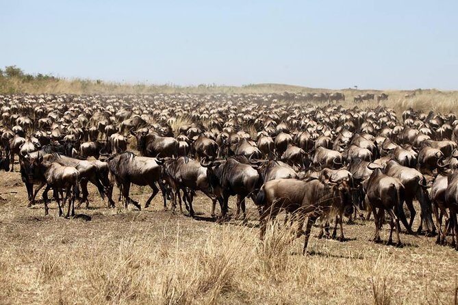 3-Day Masai Mara Luxury Safari - The Experience in Detail