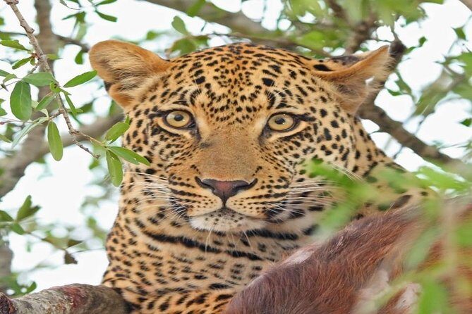 3-Day Masai Mara Private Luxury Safari - The Experience: A Detailed Breakdown
