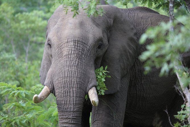 3-Day Masai Mara Private Luxury Safari - Is This Safari Worth It?