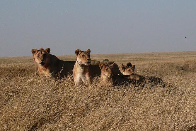 3 Day Masai Mara Safari - Authenticity and Expert Guides
