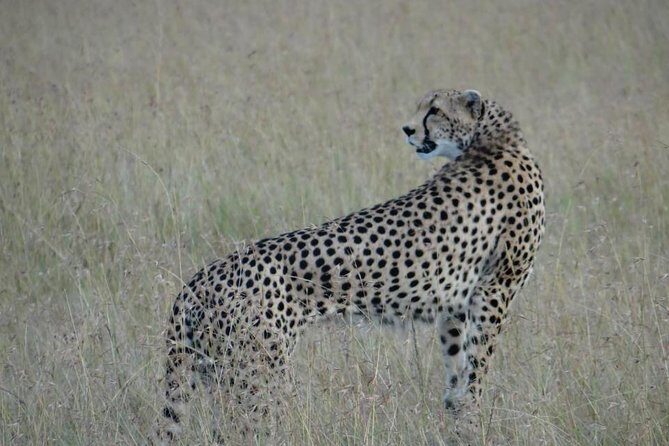 3 Day Masai Mara Safari - Who This Tour Is Perfect For