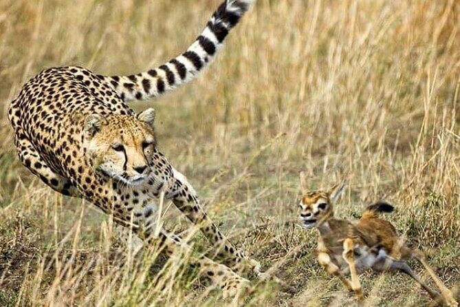 3-Day Masai Mara Safari Tour - Key Points