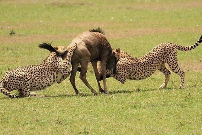 3-Day Masai Mara Safari Tour - An In-Depth Look at the 3-Day Masai Mara Safari