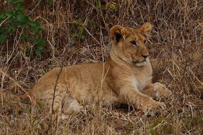 3-Day Masai Mara Safari Tour - FAQs