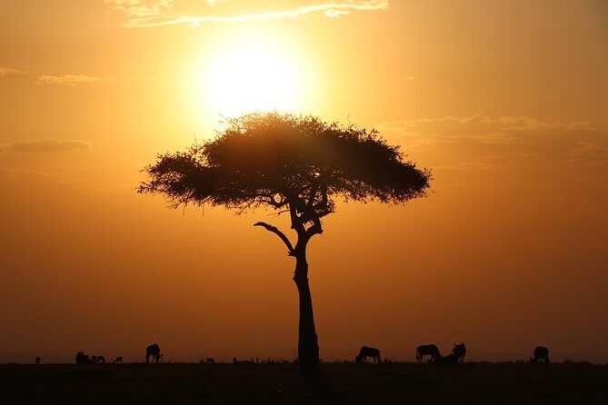 3-day Masai Mara Safari Tour to see the big five and wildebeest migration - An In-depth Look at the Itinerary