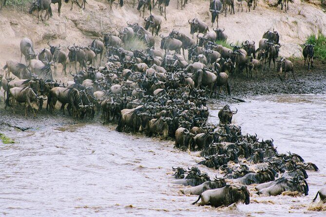 3-Day Masai Mara Wildebeest Migration 2025 - Key Points