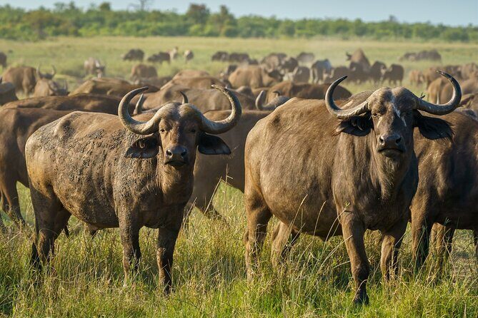 3-Day Masai Mara Wildebeest Migration 2025 - Getting to Know the Itinerary