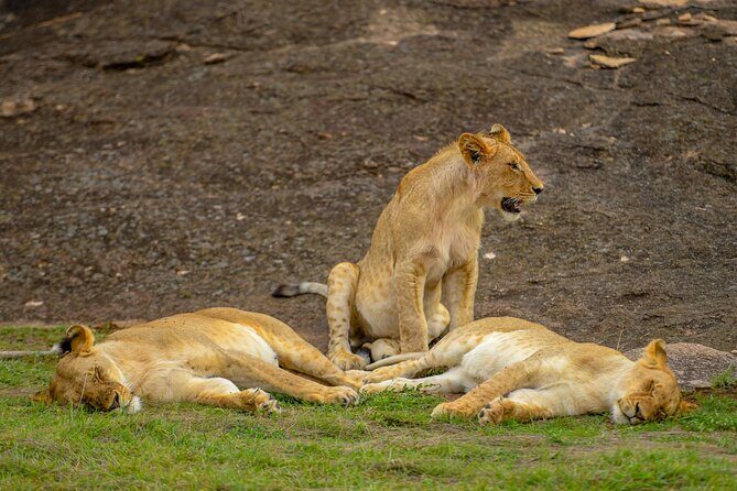 3-Day Masai Mara Wildebeest Migration 2025 - Practical Considerations