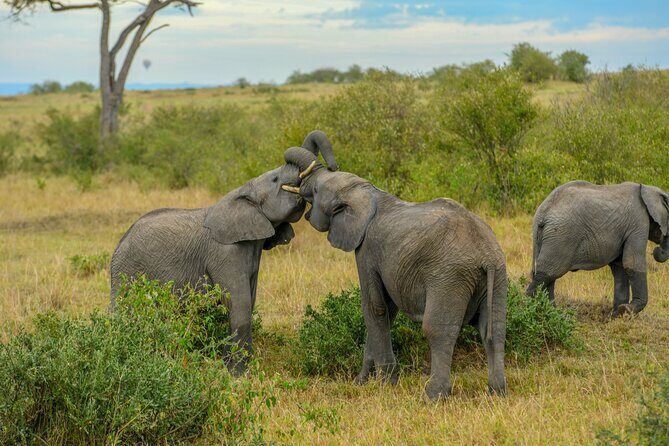 3-Day Masai Mara Wildebeest Migration 2025 - Who Is This Tour Perfect For?