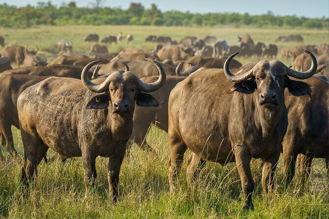 3-Day Masai Mara Wildebeest Migration 2025 - FAQ