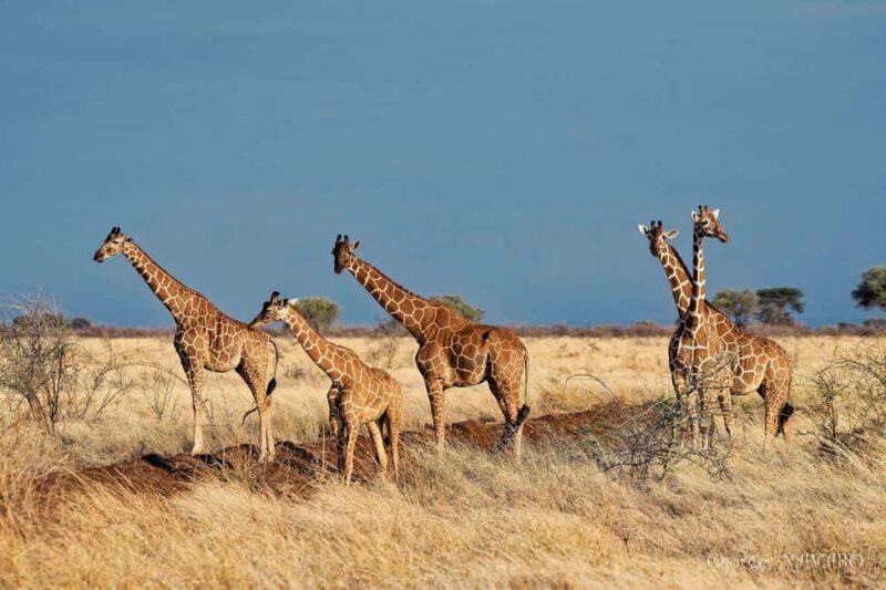 3-Day Meru National Park-Ikweta Safari Camp - Introduction: A Private Wilderness Adventure
