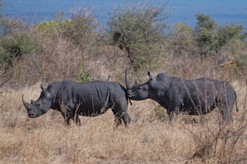 3-Day Meru National Park-Ikweta Safari Camp - What’s Included and What to Consider
