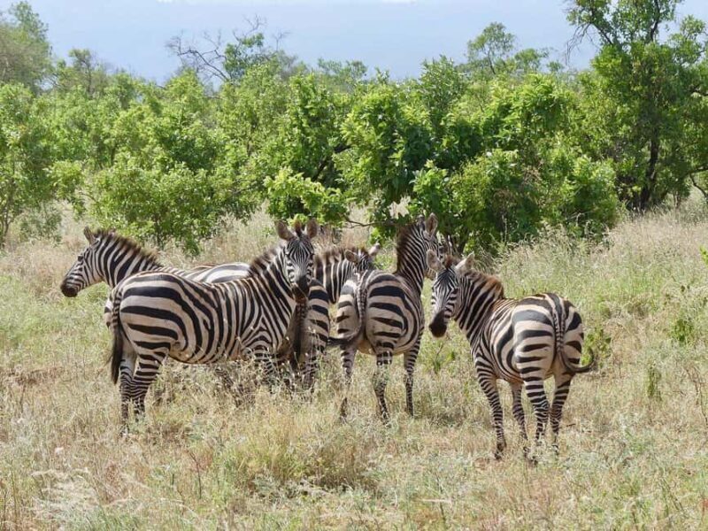 3-Day Meru National Park-Ikweta Safari Camp - FAQ