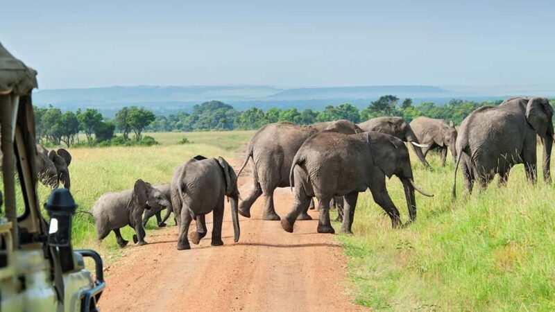 3-Day Mikumi and Ruaha National Parks Safari - Key Points