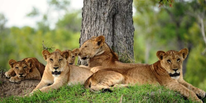 3-Day Mikumi and Ruaha National Parks Safari - Day 2: Exploring Mikumi’s Hidden Corners
