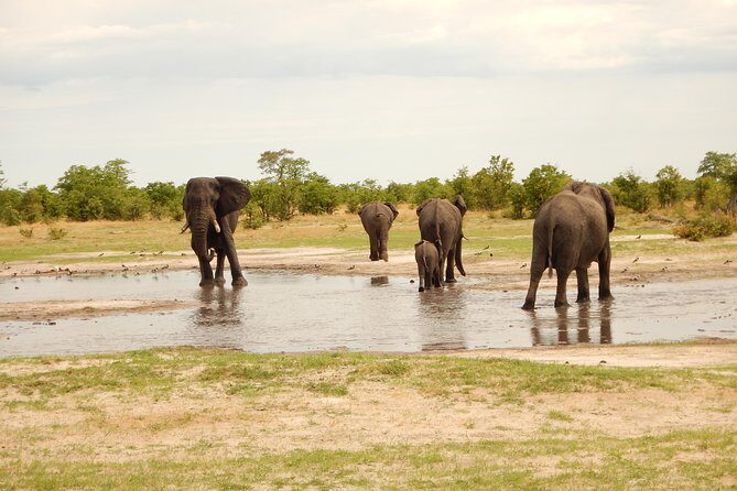 3-Day Moremi Game Reserve- by Walking Stick Safaris - Introduction: An Overview of the Experience