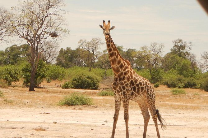3-Day Moremi Game Reserve- by Walking Stick Safaris - The Value of the Itinerary: What Makes It Stand Out?