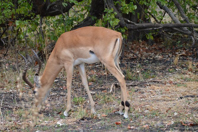 3-Day Moremi Game Reserve- by Walking Stick Safaris - Frequently Asked Questions