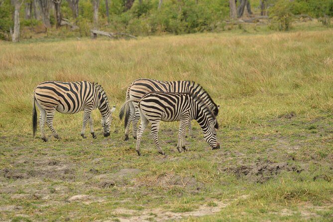 3-Day Moremi Game Reserve- by Walking Stick Safaris - Final Thoughts