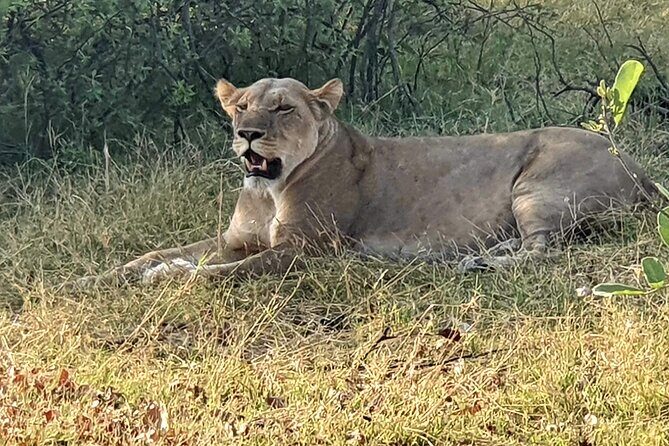 3 Day Moremi Safari - Key Points
