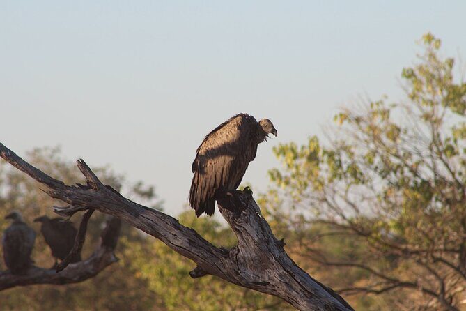 3 Day Moremi Safari - Exploring the 3-Day Moremi Safari in Detail