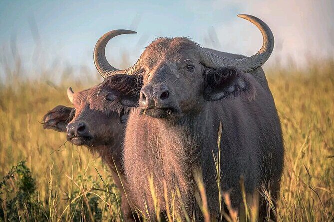 3 Day Murchison Falls' BIG 5 and Wildlife viewing Safari - FAQ