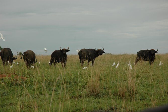 3-Day Murchison Falls National Park - Adventure Safari - FAQ