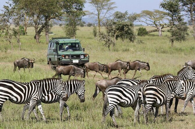 3-Day Ngorongoro Crater Manyara and Tarangire Safari from Arusha - Key Points