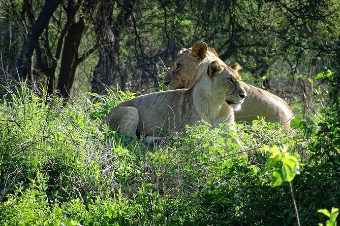 3-Day Ngorongoro Crater Manyara and Tarangire Safari from Arusha - Introduction: A Compact, Authentic Safari Experience
