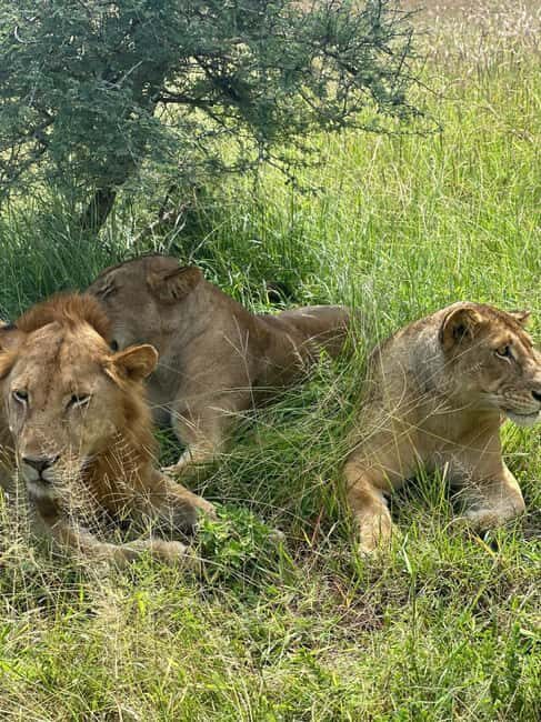 3-Day Nyerere National Park Safari from Zanzibar with Flight - Key Points