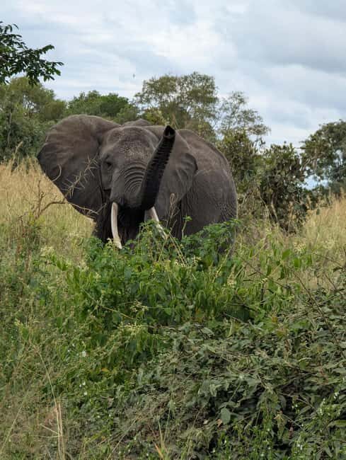 3-Day Nyerere National Park Safari from Zanzibar with Flight - A Detailed Look at the Nyerere National Park Safari Experience