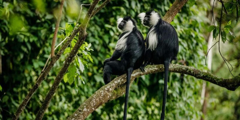 3-Day Nyungwe National Park Safari - Chimpanzee tracking - Key Points
