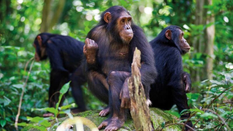 3-Day Nyungwe National Park Safari - Chimpanzee tracking - Exploring the 3-Day Nyungwe Safari: What You Can Expect