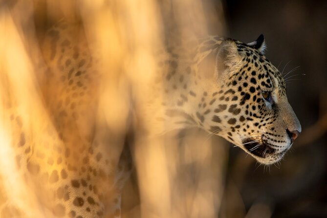 3-day-pantanal-wildlife-tour-with-accommodation-departing-from-cuiaba