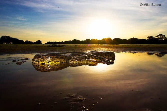 3-day-pantanal-wildlife-tour-with-accommodation-departing-from-cuiaba