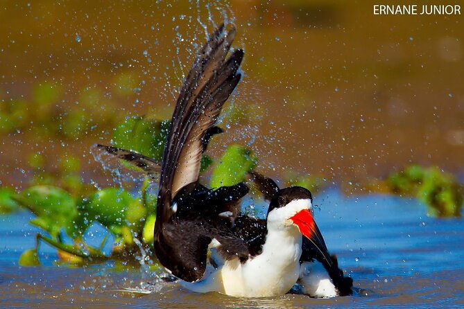 3-day-pantanal-wildlife-tour-with-accommodation-departing-from-cuiaba