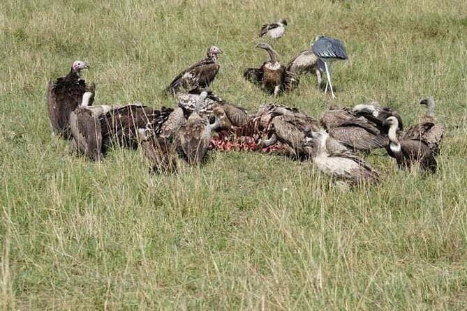 3 Day Private 4x4 Jeep Tour in Masai Mara Safari - Authentic Experiences from Reviewers