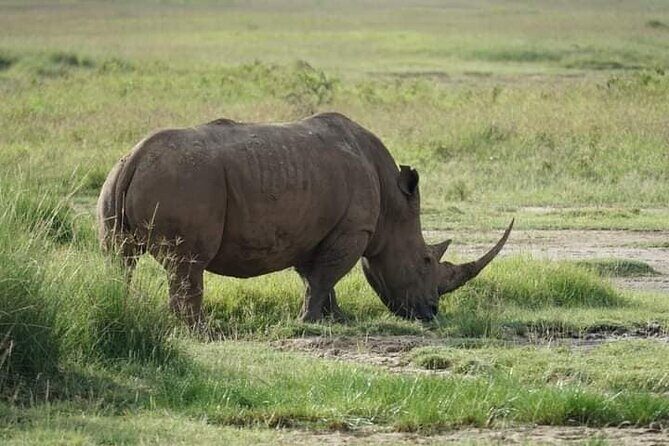 3 Day Private 4x4 Jeep Tour in Masai Mara Safari - Final Thoughts: Who Should Book This Safari?