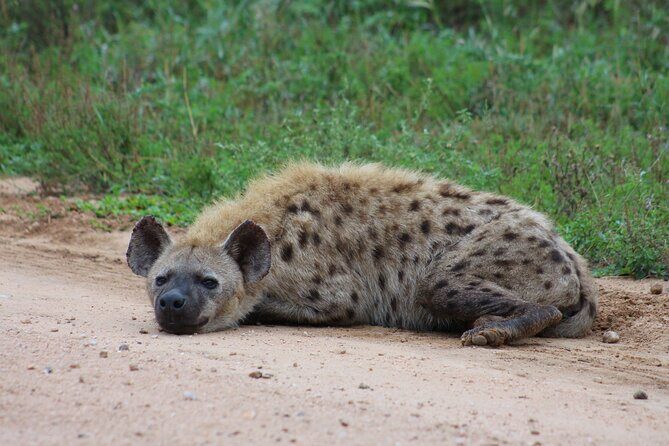 3 day Private Authentic Kruger Park Safari Experience - Exploring the 3-Day Kruger Safari Itinerary