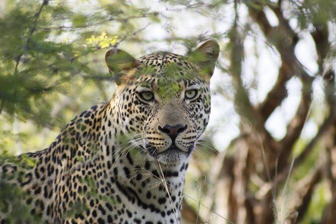 3 day Private Authentic Kruger Park Safari Experience - What’s Included and What to Consider