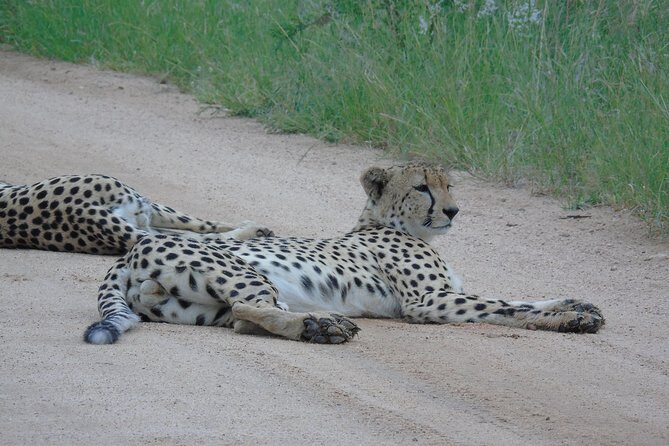 3 day Private Authentic Kruger Park Safari Experience - Who Is This Tour Best For?