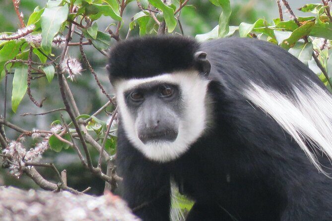 3 -Day Private Gorilla Trekking Safari in Bwindi Forest - Practical Considerations for Travelers
