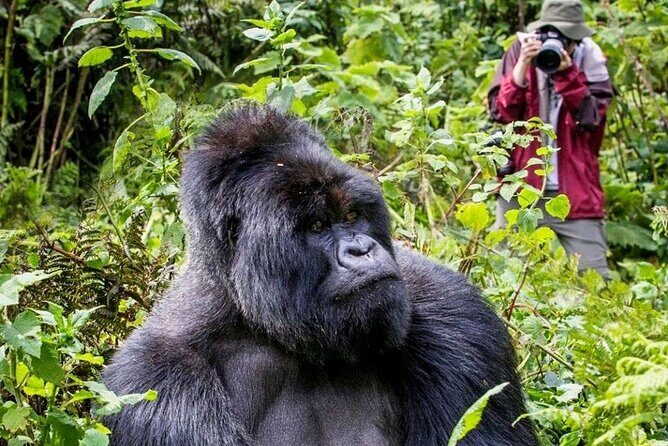 3-Day Private Guided Gorilla Trekking In Uganda - Key Points