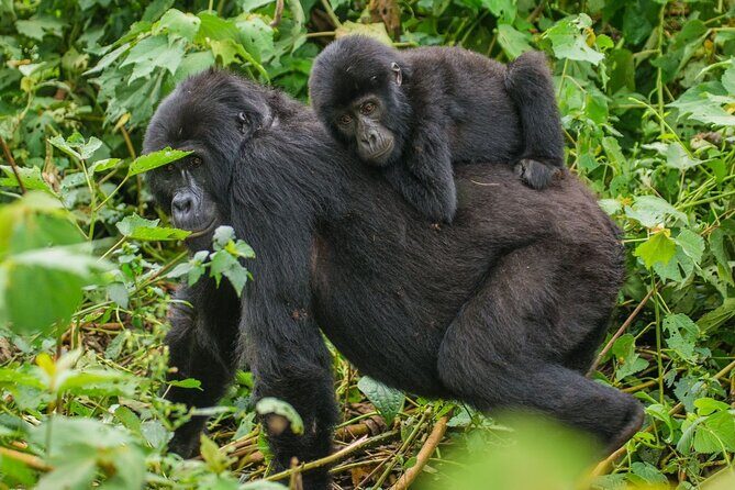 3-Day Private Guided Gorilla Trekking In Uganda - The Itinerary: What You Can Expect