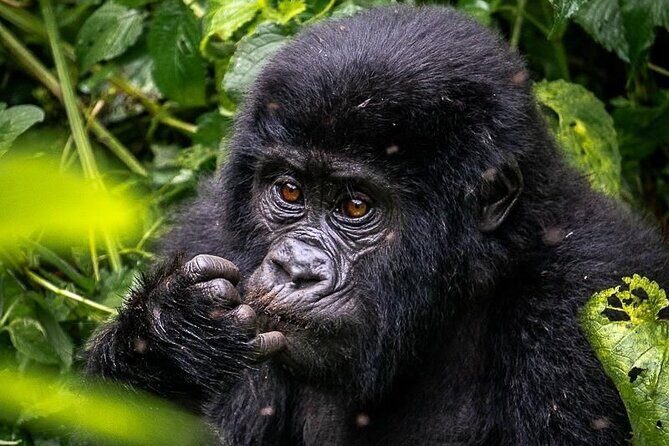 3-Day Private Guided Gorilla Trekking In Uganda - FAQ